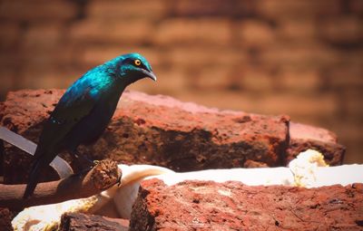 Close-up of bird perching on rock