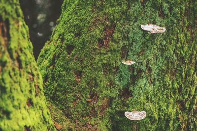 Moss growing on tree trunk