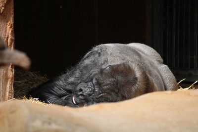 Close-up of cat sleeping