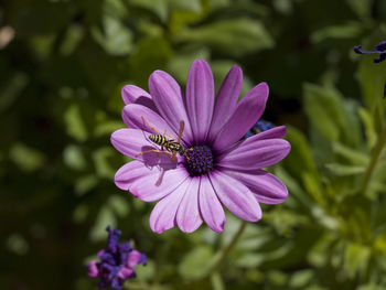 Close-up of purple flower