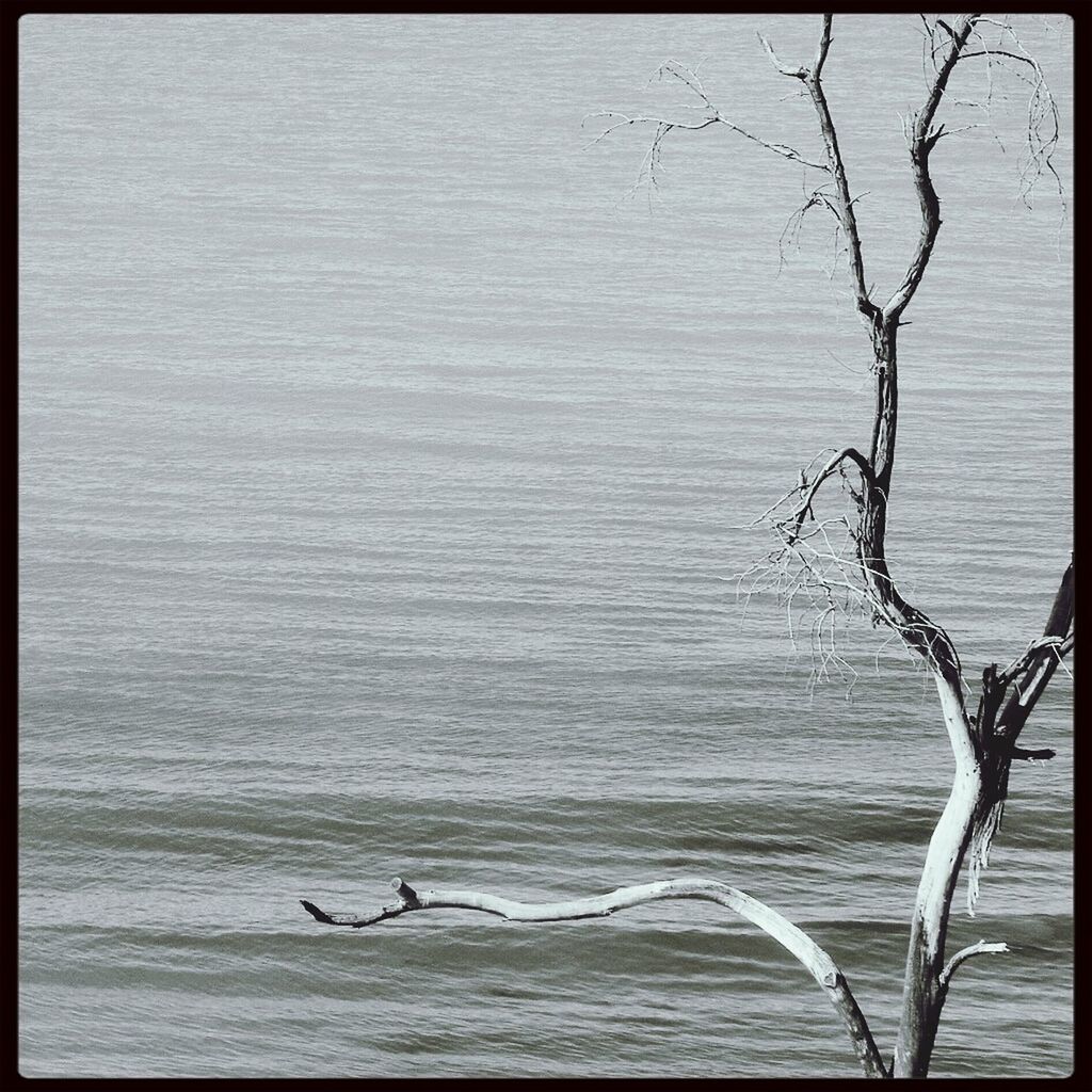transfer print, auto post production filter, water, bare tree, nature, sea, tranquility, branch, waterfront, day, wildlife, bird, sand, rippled, outdoors, beach, tranquil scene, tree, beauty in nature, horizon over water