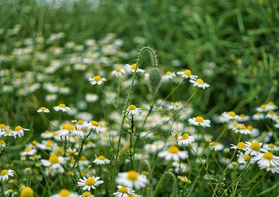 Close-up of yellow flowering plant on field