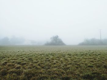 Trees on field against sky