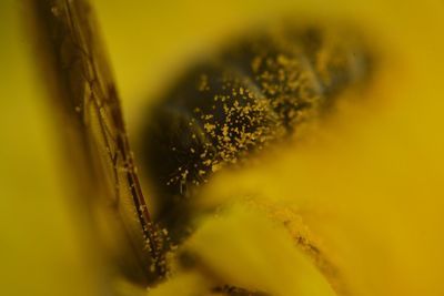 Close-up of yellow flowering plant