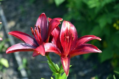 Close-up of red lily