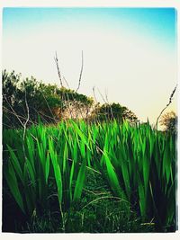 Plants growing on field