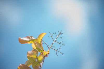 Low angle view of flower tree against blue sky