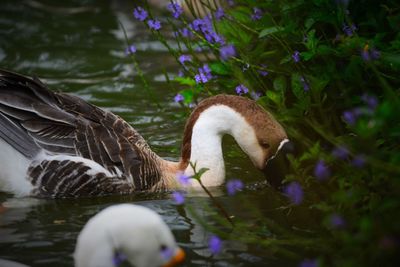Close-up of swan swimming in lake