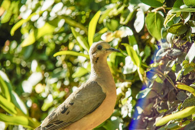 Low angle view of bird perching on branch