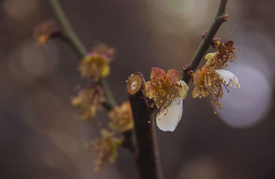 Close-up of cherry blossom on twig