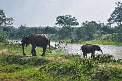 Horse standing in a field