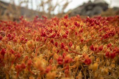 Close-up of red flowering plants on field