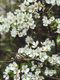 Close-up of white cherry blossoms in spring