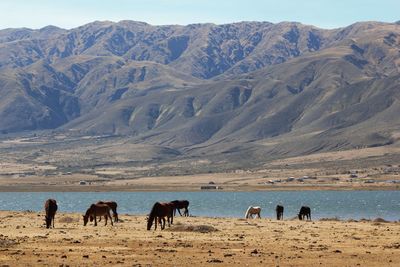 View of horses on landscape