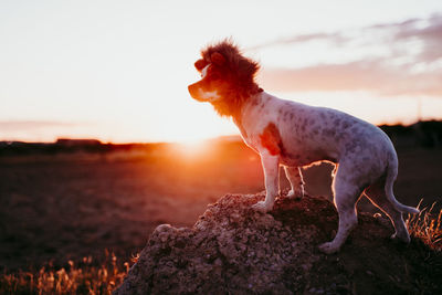 Dog looking away on field against sky during sunset