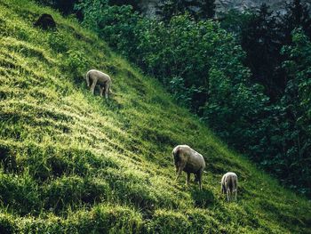 Sheep grazing in a field