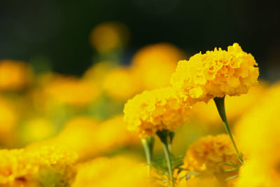 Close-up of yellow flowering plant