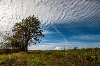 Tree on field against sky