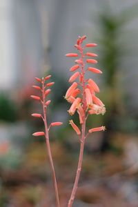 Close-up of plant growing outdoors