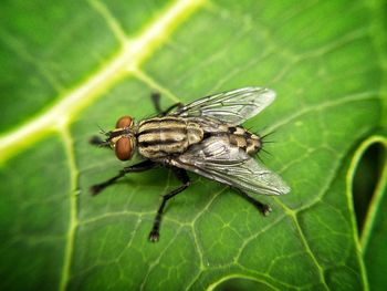 Close-up of fly on leaf