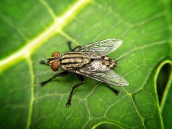 A close up fly 