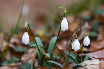 Close-up of white flowering plants