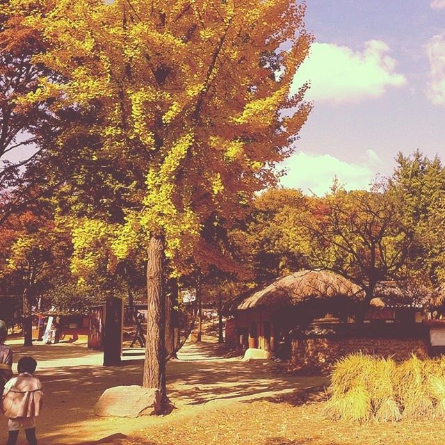 tree, autumn, growth, sky, tranquility, nature, change, beauty in nature, sunlight, yellow, season, footpath, tranquil scene, park - man made space, scenics, branch, outdoors, shadow, day