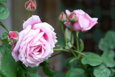 Close-up of pink rose