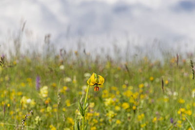 Close-up of yellow flower on field