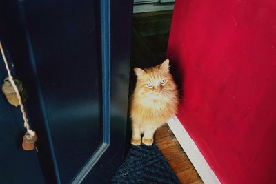 Portrait of cat by window at home
