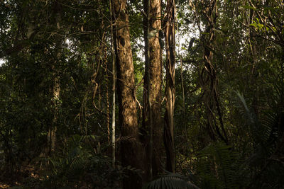 Low angle view of trees in forest