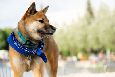 Close-up of a dog looking away