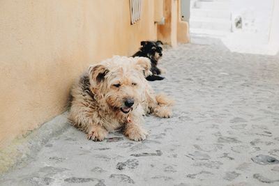 Portrait of dog