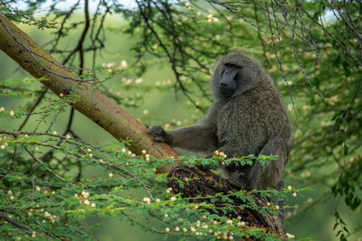 Monkey sitting on a tree