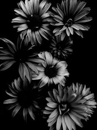 Close-up of flowers over black background