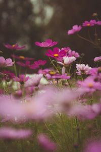 Close-up of pink flowers blooming in field