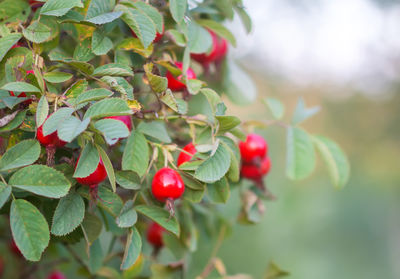 Close-up of red berries growing on tree