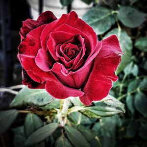 Close-up of red rose