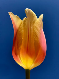 Close-up of yellow flower against blue sky