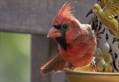 Close-up of bird