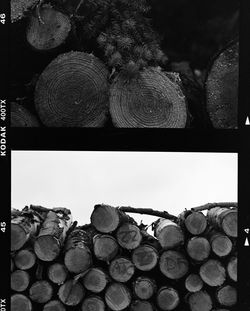 Stack of logs in forest