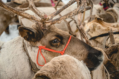 Close-up of a reindeer