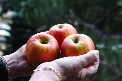 Cropped image of hands holding apples