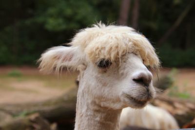 Close-up portrait of a sheep on field