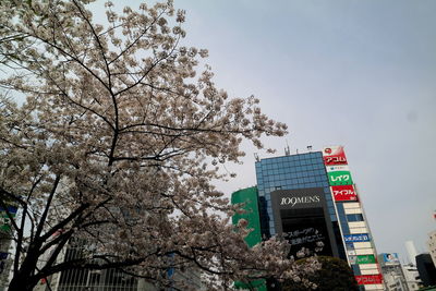 Low angle view of cherry blossom tree in city against sky