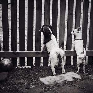 Dogs leaning on fence in back yard