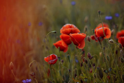 Close-up of red poppy flowers on field