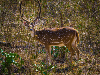 Deer standing in forest