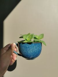 Midsection of person holding potted plant