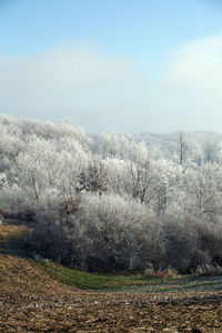 Scenic view of trees on field against sky